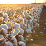 Telas a través de los tiempos: Del algodón a la seda