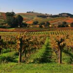Vineyards & Vows: Свадьба в винной стране