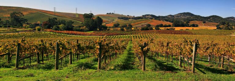 Vineyards & Vows: Eine Hochzeit im Weinland